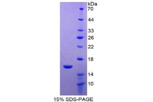 SDS-PAGE (SDS) image for Fatty Acid Binding Protein 7, Brain (FABP7) (AA 1-132) protein (His tag) (ABIN1170409)