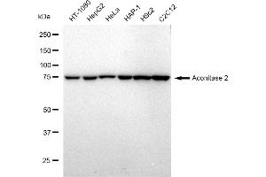 Western blotting analysis using Aconitase 2 antibody (ABIN7797450).