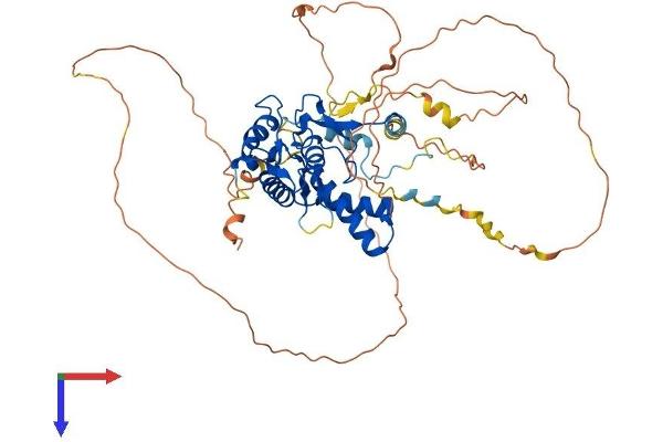 NFIA Protein (AA 1-509) (His tag)