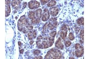 Immunohistochemical staining (Formalin-fixed paraffin-embedded sections) of human placenta with GLG1 monoclonal antibody, clone GLG1/970 . (GLG1 Antikörper)