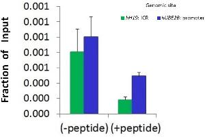 Chromatin Immunoprecipitation (ChIP) Using Hdac6 Antibody - C-terminal region  and HCT116 Cells