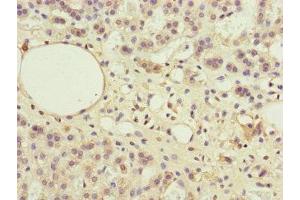 Immunohistochemistry of paraffin-embedded human adrenal gland tissue using ABIN7169283 at dilution of 1:100 (PPP2R3B Antikörper  (Regulatory Subunit B))
