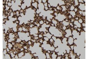 ABIN6267076 at 1/100 staining Mouse lung tissue by IHC-P. (c-FOS Antikörper  (pSer32))