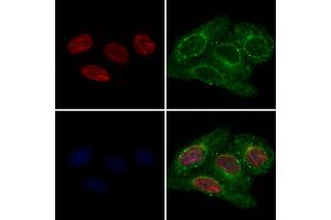 ABIN7093969 and ABIN7098013 staining Hela cells by IF/ICC. (QKI Antikörper  (N-Term))