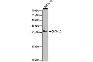 Western blot analysis of extracts of Rat lung using CLDN10 Polyclonal Antibody at dilution of 1:1000. (CLDN10 Antikörper)
