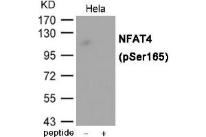 Western blot analysis of extracts from Hela cells using NFAT4 (Phospho-Ser165) Antibody. (NFATC3 Antikörper  (pSer165))