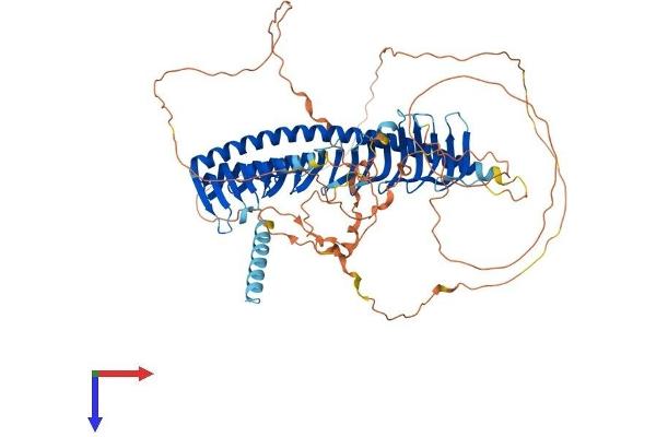 Junctophilin 2 Protein (JPH2) (AA 1-696) (His tag)