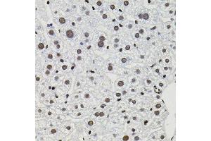 Immunohistochemistry of paraffin-embedded mouse liver using GTF2I antibody.
