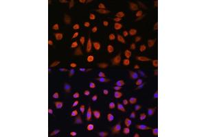 Immunofluorescence analysis of L929 cells using EDEM2 Rabbit pAb (ABIN7267004) at dilution of 1:100.