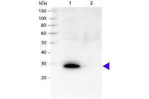 Western blot of Biotin conjugated Goat Anti-Human κ secondary antibody. (Ziege anti-Human Immunoglobulin kappa Chain Complex (Igk) (Light Chain) Antikörper (Biotin) - Preadsorbed)