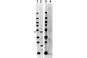 Image no. 1 for anti-TNF Receptor-Associated Factor 2 (TRAF2) (Internal Region) antibody (ABIN401469) (TRAF2 Antikörper  (Internal Region))