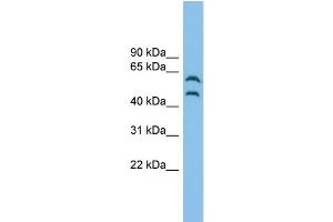 WB Suggested Anti-CSK Antibody Titration: 0. (CSK Antikörper  (Middle Region))