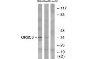 Western blot analysis of extracts from HeLa/HepG2 cells, using OR6C3 Antibody.