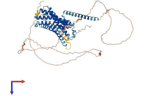 GPR50 Protein (AA 1-617) (His tag)
