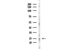 Western blot analysis of lysates from Mouse liver, using eIF4E Antibody at 1/1000 dilution.