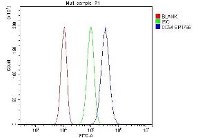 anti-Intercellular Adhesion Molecule 1 (ICAM1) (AA 28-268) antibody