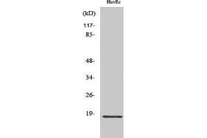 Western Blotting (WB) image for anti-Zinc Finger, HIT-Type Containing 1 (ZNHIT1) (Internal Region) antibody (ABIN3187571)