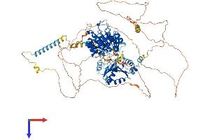 DDX42 Protein (AA 1-938) (His tag)