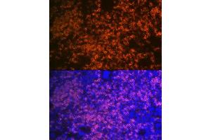Immunofluorescence analysis of mouse spleen using CD79B Rabbit mAb (ABIN1682474, ABIN3018855, ABIN3018856 and ABIN7101674) at dilution of 1:100 (40x lens). (CD79b Antikörper)