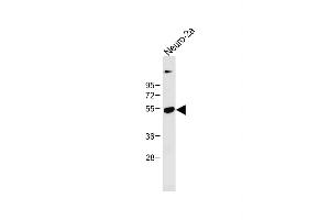 Anti-CLN3 Antibody (Center) at 1:1000 dilution + Neuro-2a whole cell lysate Lysates/proteins at 20 μg per lane. (CLN3 Antikörper  (AA 250-284))