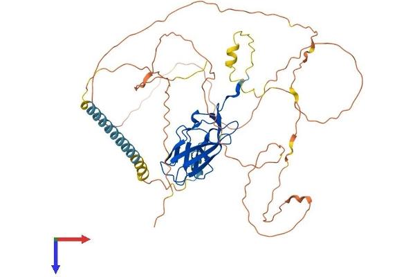 RUNX2 Protein (AA 1-521) (His tag)