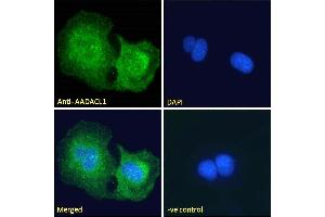ABIN238671 Immunofluorescence analysis of paraformaldehyde fixed U2OS cells, permeabilized with 0. (NCEH1 Antikörper  (C-Term))