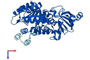 AMDHD1 Protein (AA 1-426) (His tag)