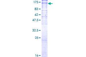 ATP1A3 Protein (AA 1-1013) (GST tag)