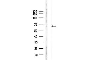 anti-TNF Receptor-Associated Factor 3 (TRAF3) (C-Term) antibody