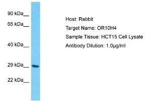 Host: Rabbit Target Name: OR10H4 Sample Type: HCT15 Whole Cell lysates Antibody Dilution: 1. (OR10H4 Antikörper  (Middle Region))