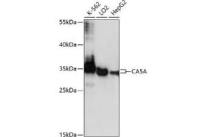 Western blot analysis of extracts of various cell lines, using CA antibody (ABIN7266071) at 1:1000 dilution. (CA5A Antikörper  (AA 39-305))