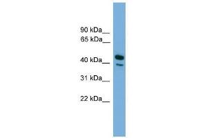 CD209 antibody used at 0. (DC-SIGN/CD209 Antikörper  (N-Term))