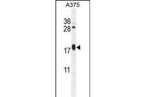ARL8A Antibody (Center) (ABIN654121 and ABIN2843998) western blot analysis in  cell line lysates (35 μg/lane). (ARL8A Antikörper  (AA 116-142))