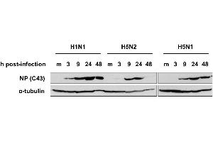Western Blotting (WB) image for anti-Influenza Nucleoprotein antibody (Influenza A Virus H2N2) (H1N1), (H2N2), (H3N2), (H5N1), (H5N2) (HRP) (ABIN2452038) (Influenza Nucleoprotein Antikörper (Influenza A Virus H2N2) (H1N1), (H2N2), (H3N2), (H5N1), (H5N2) (HRP))