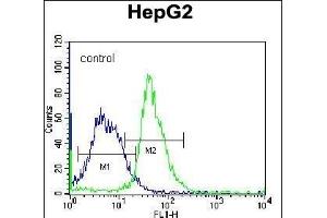 G8b(M1LC3B) Antibody (N-term T29) 12484a flow cytometric analysis of K562 cells (right histogram) compared to a negative control cell (left histogram). (APG8b (AA 9-33), (N-Term) Antikörper)