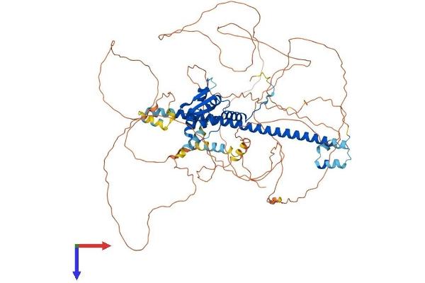 BACH2 Protein (AA 1-839) (His tag)