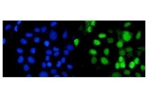 IF analysis of RbAp48 using anti-RbAp48 antibody (ABIN3043920). (Retinoblastoma Binding Protein 4 Antikörper  (C-Term))