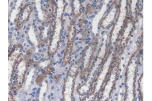 IHC-P analysis of Mouse Kidney Tissue, with DAB staining. (RIPK2 Antikörper  (AA 1-294))