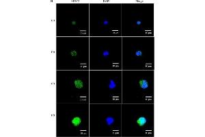 Immunofluorescence (Cultured Cells) (IF (cc)) image for anti-Mucin 2, Oligomeric Mucus/gel-Forming (MUC2) (C-Term) antibody (ABIN2854828)