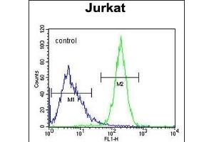 CWC22 Antibody (N-term) (ABIN654743 and ABIN2844428) flow cytometric analysis of Jurkat cells (right histogram) compared to a negative control cell (left histogram).