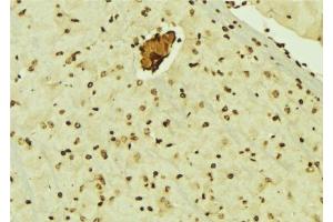 ABIN6276510 at 1/100 staining Mouse brain tissue by IHC-P. (CBX5 Antikörper  (Internal Region))