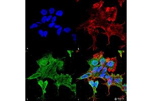 Immunocytochemistry/Immunofluorescence analysis using Mouse Anti-Alpha-2C Adrenergic Receptor Monoclonal Antibody, Clone S330A-80 . (ADRA2C Antikörper  (AA 442-462) (Atto 390))