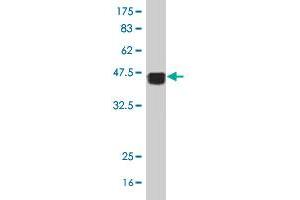 Western Blot detection against Immunogen (38. (SLC22A18AS Antikörper  (AA 144-253))
