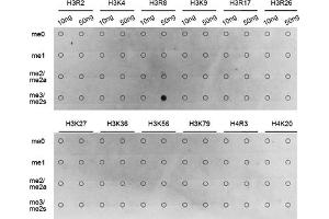 Dot-blot analysis of all sorts of methylation peptides using Symmetric DiMethyl-Histone H3-R8 antibody (ABIN3016056, ABIN3016057, ABIN3016058, ABIN1680222 and ABIN6219535). (Histone 3 Antikörper  (H3R8me2))