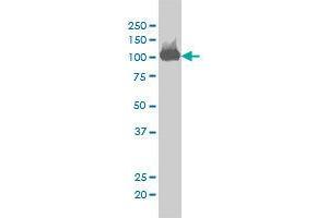 Image no. 3 for anti-CSE1 Chromosome Segregation 1-Like (CSE1L) (AA 872-972) antibody (ABIN465991) (Exportin 2 Antikörper  (AA 872-972))