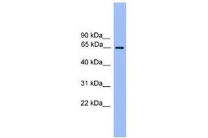 UBQLN2 antibody used at 0. (Ubiquilin 2 Antikörper  (N-Term))