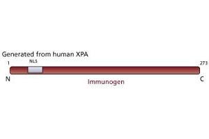 Image no. 1 for anti-Xeroderma Pigmentosum, Complementation Group A (XPA) antibody (ABIN967532)
