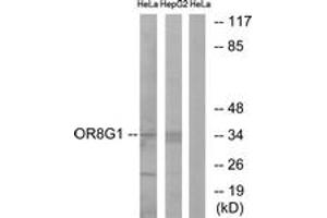 Western blot analysis of extracts from HeLa/HepG2 cells, using OR8G1 Antibody. (OR8G1 Antikörper  (AA 262-311))