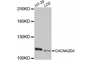 Western blot analysis of extracts of various cell lines, using CACNA2D4 antibody (ABIN5997348) at 1/1000 dilution. (CACNA2D4 Antikörper)