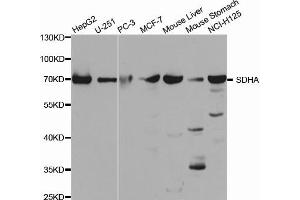 Western Blotting (WB) image for anti-Succinate Dehydrogenase Complex, Subunit A, Flavoprotein (Fp) (SDHA) antibody (ABIN1874712)